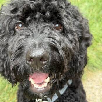 LENNIE-PENNSYLVANIA -  Goldendoodle Dog for Adoption in Houston, Texas - LENNIE-PENNSYLVANIA | PetCurious