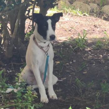 Charlie -  Border Collie and Labrador Retriever Dog for Adoption in Liverpool, Texas - Charlie | PetCurious