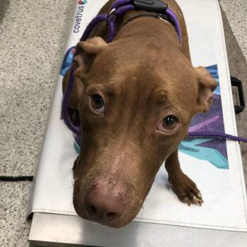 Giselle -  Mixed Breed Dog for Adoption in Oak Park, Illinois - Giselle | PetCurious