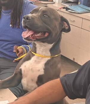 Rescue Mixed Breed Dogs for Adoption in Dallas, Texas - BALOO | PetCurious