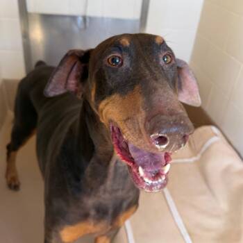 Doberman Pinscher Dogs Available for Adoption - Raider | PetCurious