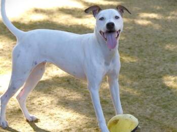 Rescue Parson Russell Terrier and Mixed Breed Dogs for Adoption in Tallahassee, Florida - TINKERBELL | PetCurious