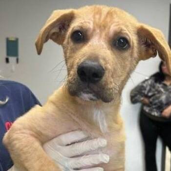 Millie Muffin -  Black Mouth Cur and Mixed Breed Dog for Adoption in Cleveland, Mississippi - Millie Muffin | PetCurious