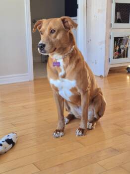 Rescue Tosa Inu Dogs for Adoption in Montreal, Quebec - Zakya | PetCurious