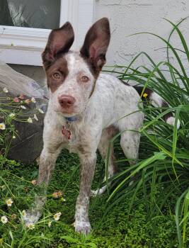 Australian Cattle Dog Blue Heeler Dogs Available for Adoption in Palo Alto, California - Gold Mine | PetCurious