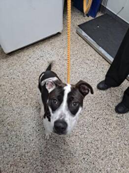 Rescue Terrier and Mixed Breed Dogs for Adoption in West Chester, Pennsylvania - Molly | PetCurious