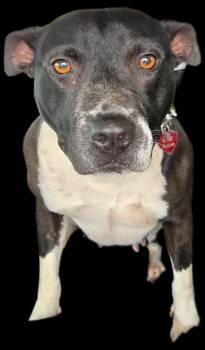 Pit Bull Terrier and Mixed Breed Dogs Available for Adoption in Junction, Texas - Magnolia | PetCurious