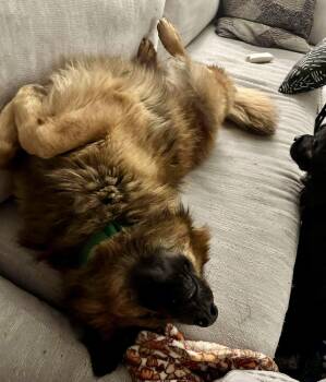 Shepherd Dogs Available for Adoption - Ghiradelli | PetCurious