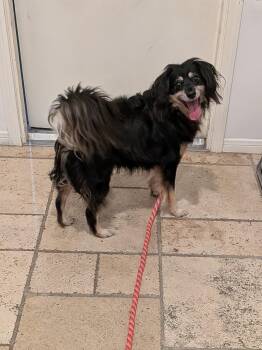 Rescue Shetland Sheepdog Sheltie and Spaniel Dogs for Adoption in Houston, Texas - Mose | PetCurious