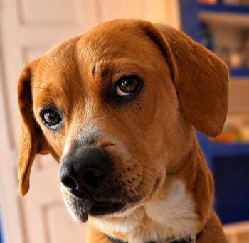 Chip - Fostered in SE Nebraska -  Beagle Dog for Adoption in Overland Park, Kansas - Chip - Fostered In SE Nebraska | PetCurious