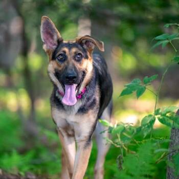 Shadow (26-311) -  German Shepherd Dog Dog for Adoption in New Ringgold, Pennsylvania - Shadow (26-311) | PetCurious