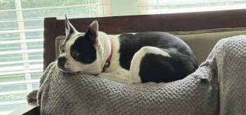 Border Terrier Dogs Available for Adoption in Mooresville, North Carolina - Dublin  | PetCurious