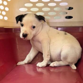 Martina -  American Staffordshire Terrier Dog for Adoption in San Antonio, Texas - Martina | PetCurious