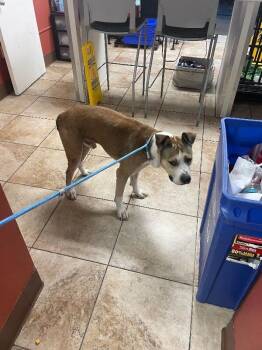 Winston Bishop -  Mixed Breed Dog for Adoption in Cincinnati, Ohio - Winston Bishop | PetCurious