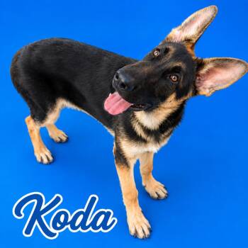 Koda -  German Shepherd Dog Dog for Adoption in Scottsdale, Arizona - Koda | PetCurious