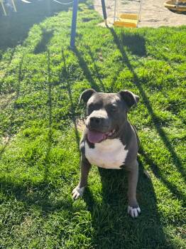 Rescue Staffordshire Bull Terrier Dogs for Adoption in Santa Monica, California - Remy | PetCurious
