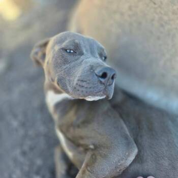 Sampson -  Pit Bull Terrier and Mixed Breed Dog for Adoption in Dover, Arkansas - Sampson | PetCurious