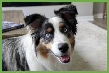 Blitz -  Australian Shepherd Dog for Adoption in Amherst, Massachusetts - Blitz | PetCurious