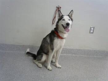 Siberian Husky and Mixed Breed Dogs Available for Adoption in Pasadena, Texas - A184634 | PetCurious