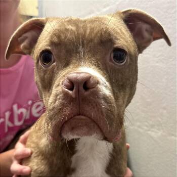 Sir Reddington -  Boxer and Mixed Breed Dog for Adoption in Evansville, Indiana - Sir Reddington | PetCurious