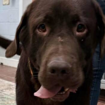 Guinness -  Chocolate Labrador Retriever Dog for Adoption in Honesdale, Pennsylvania - Guinness | PetCurious