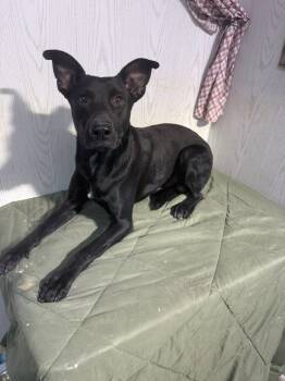 Rescue Australian Kelpie Dogs for Adoption in Opelousas, Louisiana - WISDOM | PetCurious