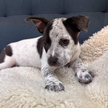 Miles -  Mixed Breed Dog for Adoption in Park City, Utah - Miles | PetCurious