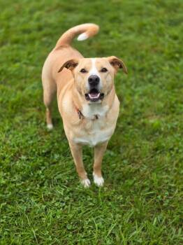 Baxter -  German Shepherd Dog and Labrador Retriever Dog for Adoption in Whitestown, Indiana - Baxter | PetCurious