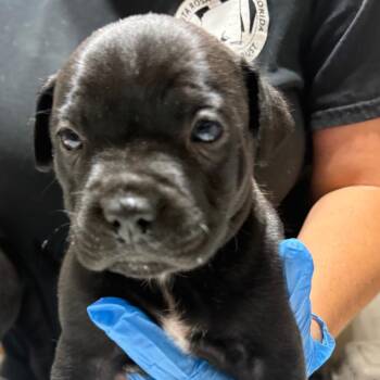 Riggatoni -  Mixed Breed Dog for Adoption in Milton, Florida - Riggatoni | PetCurious