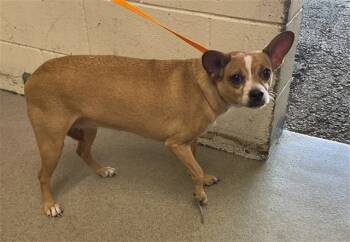 Rescue Chihuahua Dogs for Adoption in San Bernardino, California - ANAHI | PetCurious