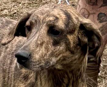 Whippet and Plott Hound Dogs Available for Adoption - Fred | PetCurious