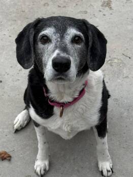 Border Collie and Beagle Dogs Available for Adoption - Meesha | PetCurious