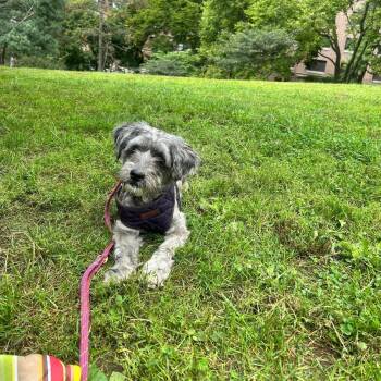 Pickles -  Miniature Schnauzer Dog for Adoption in New York, New York - Pickles | PetCurious