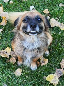 Fozzie -  Yorkshire Terrier and Chihuahua Dog for Adoption in Lisbon, Iowa - Fozzie | PetCurious
