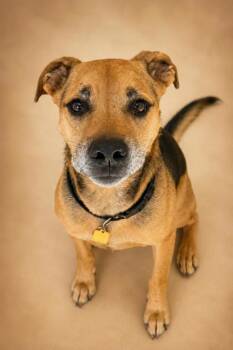 Buster -  Beagle and Mixed Breed Dog for Adoption in Bowling Green, Kentucky - Buster | PetCurious
