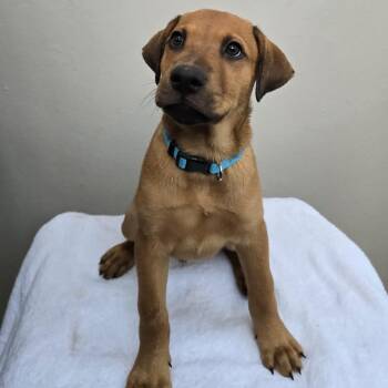Swiper -  Labrador Retriever and Shepherd Dog for Adoption in Albion, New York - Swiper | PetCurious