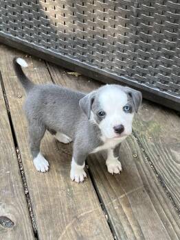 Care Bear -  Border Collie and Terrier Dog for Adoption in Greensboro, Georgia - Care Bear | PetCurious