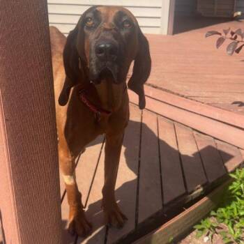 Sangria "Ria" -  Hound and Mixed Breed Dog for Adoption in Fishers, Indiana - Sangria "Ria" | PetCurious
