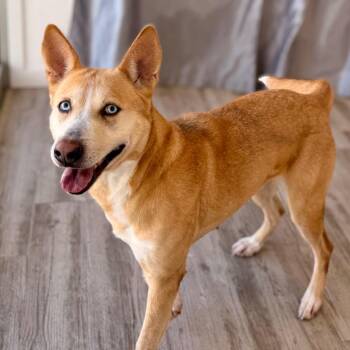 Labrador Retriever and Mixed Breed Dogs Available for Adoption in Green Bay, Wisconsin - Natalie | PetCurious