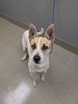 Husky and Mixed Breed Dogs Available for Adoption in Las Vegas, Nevada - BELLAMY | PetCurious