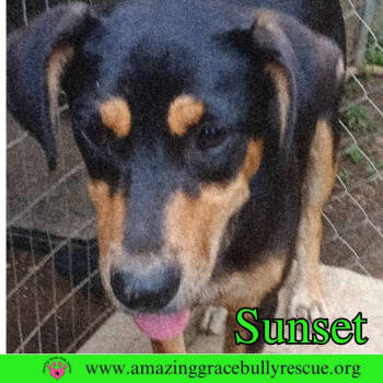 Rescue Coonhound Dogs for Adoption in Pensacola, Florida - Sunset | PetCurious