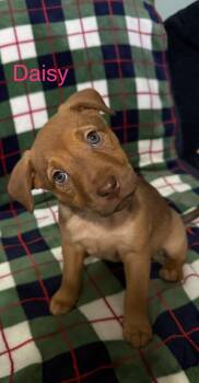 Rescue Australian Cattle Dog Blue Heeler and Shepherd Dogs for Adoption - Daisy | PetCurious