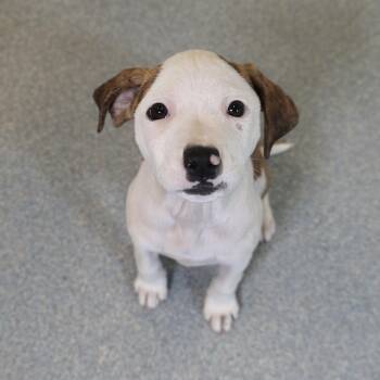 Pointer Dogs Available for Adoption in Briarcliff Manor, New York - Opal **available At Offsite Adoption Event On Sunday, 4/26* Plea | PetCurious