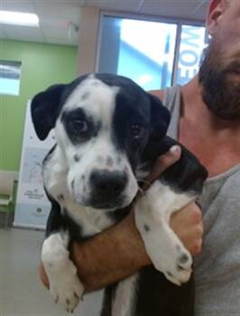 Rescue Labrador Retriever and Mixed Breed Dogs for Adoption in Louisville, Kentucky - A788626 | PetCurious
