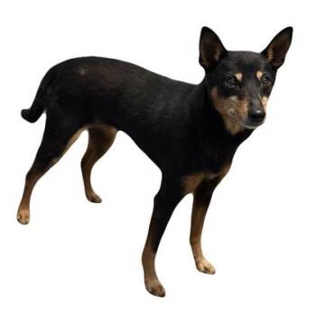 Faith -2 -  Miniature Pinscher Dog Available for Adoption in Red Bluff, California - Faith -2 | PetCurious