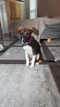 Moose -  Hound Dog for Adoption in Tallahassee, Florida - Moose | PetCurious