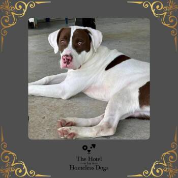 Rescue American Staffordshire Terrier and Labrador Retriever Dogs for Adoption in Cumberland, Rhode Island - Parker | PetCurious