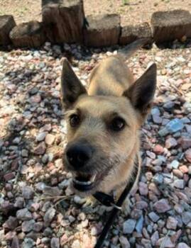 Apollo -  Terrier Dog for Adoption in Aurora, Colorado - Apollo | PetCurious