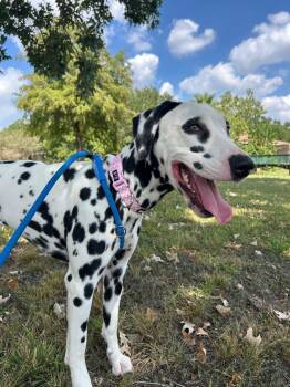 Dottie -  Dalmatian Dog for Adoption in South Houston, Texas - Dottie | PetCurious
