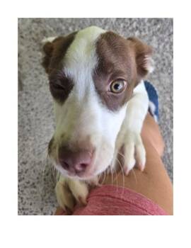 Harper -  Australian Shepherd and Basset Hound Dog for Adoption in Lawrenceburg, Kentucky - Harper | PetCurious